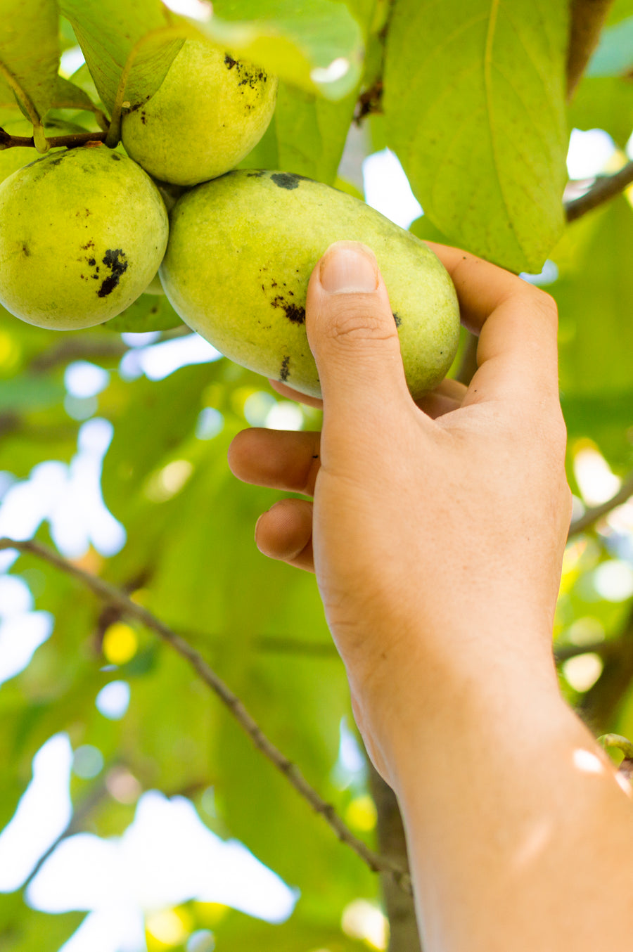 Paw-Paw Vinegar